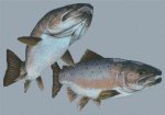 (image for) Arctic Salmon